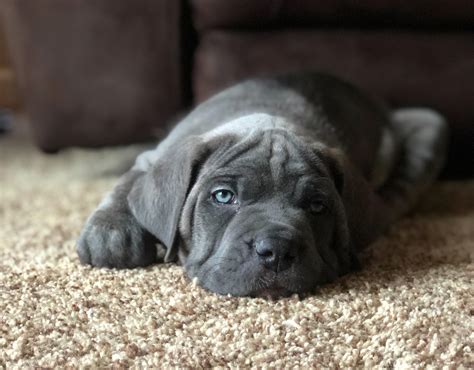 Females are slightly smaller at 23 to 26 inches and generally weigh between 88 and 99 pounds. . Cane corso english mastiff mix